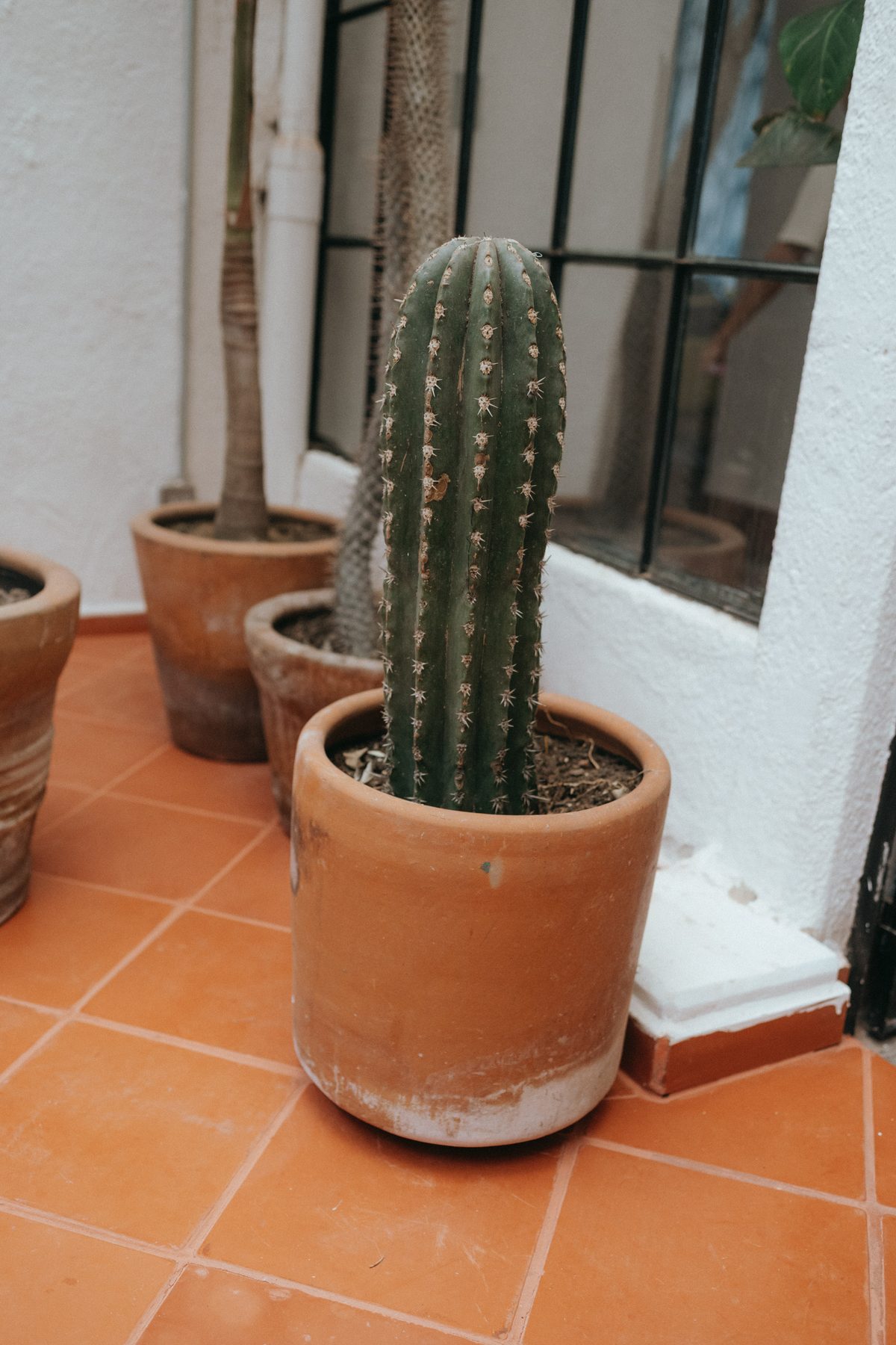 Victoria & Vicente · General Prim, Ciudad de México · Inquadratura